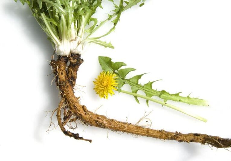 Dandelion root in the treatment of osteochondrosis of the neck